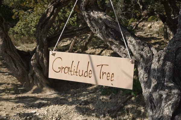 Adopt a Chios Tree - Gratitude Tree
